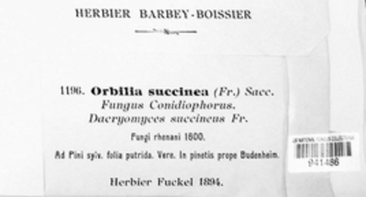 Orbilia succinea image